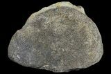 Hadrosaur Foot Bone - Alberta (Disposition #-) #100562-1